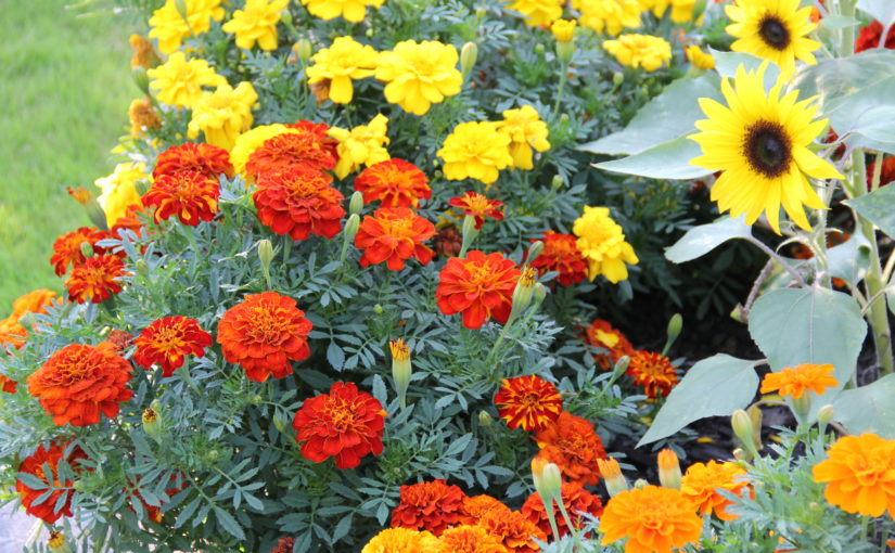 Beautiful marigolds of autumn colors - deep red, orange and yellow.
